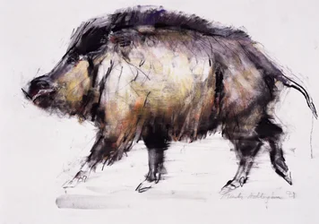 Cinghiale, 1999