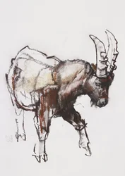 Giovane stambecco, Gran Paradiso, 2005