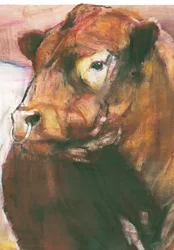 Zeus, Toro di Galloway con cintura rossa (dettaglio)