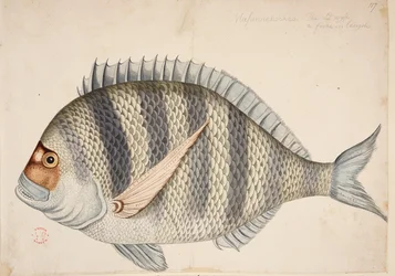 Un pesce