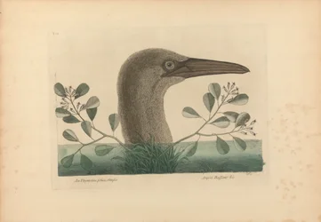 Una Thymelaea dalle foglie ottuse; Anseri Bassano ecc.: la grande sula, tavola 86 dalla «Storia naturale della Carolina, della Florida e delle Isole Bahamas», volume I, 2ª edizione, Londra 1754