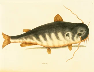 Pesce gatto, tavola 23, vol. 1 da 