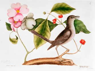 Corniolo: Cornus florida, e Uccello Beffardo dalla Storia Naturale della Carolina