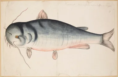 Keetrauk. Circa 2 piedi e mezzo di lunghezza. Un pesce gatto?
