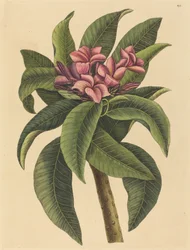 Frangipani rosso Plumeria rubra, pubblicato 1731-1743