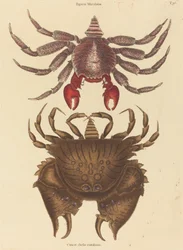 Granchio roccioso maculato rosso Cancer grapsus, pubblicato 1731-1743