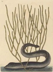 La murena nera (Muraenae helenae varietas)