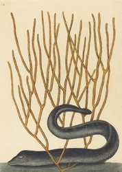 La murena nera Muraenae helenae varietas, pubblicata nel 1754