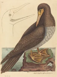 La Sula (Pelecanus Sula)
