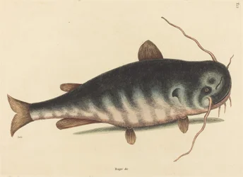 Il pesce gatto (Silurus catus)