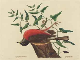 Il tordo di Carolina Turdus migratorius, pubblicato 1731-1743
