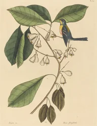 Il rampicante fringuello (Parus americanus)