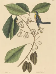 Il Rampicante dei Fringuelli Parus americanus, pubblicato 1731-1743