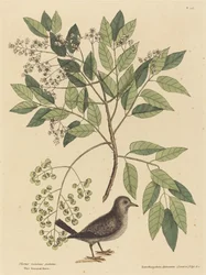 La colomba terricola (Columba passerina)