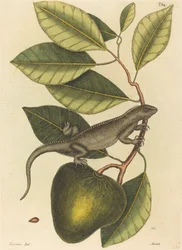 La Guana Lacerta Iguana