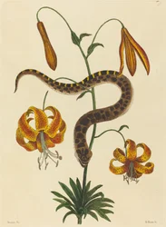 Il Serpente dal Naso di Maiale (Boa contortrix)