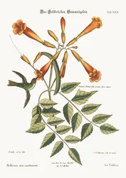 Il Colibrì, 1749-73