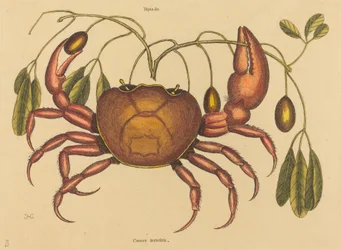 Il granchio terrestre Cancer ruricola