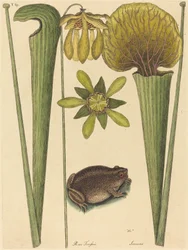 La rana terrestre Rana
