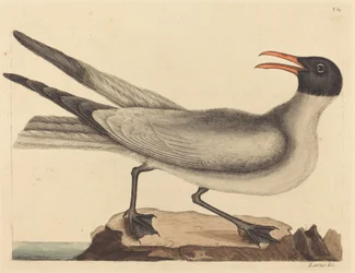 Il gabbiano ridens (Larus articilla)