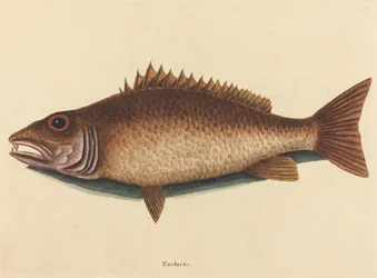 Il Mangrove Snapper (Labrus griseus)