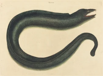 La Murena (Muraena helena)