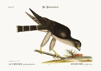 Il falco pellegrino, 1749-73