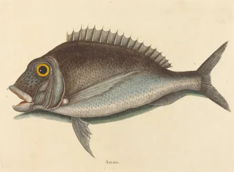 Il Porgy Sparus chrysops, pubblicato 1754