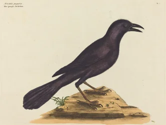 Il merlo viola
