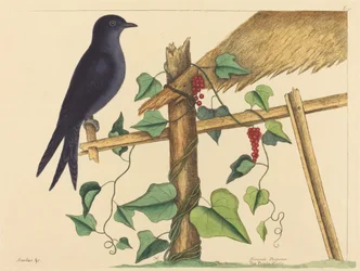 Il martin pescatore viola (Hirundo purpurea)