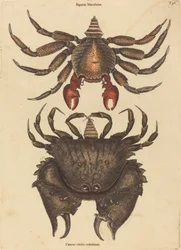 Il Granchio Maculato Rosso (Cancer grapsus)