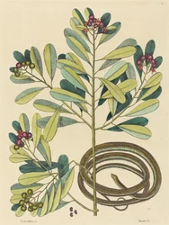 Il serpente a nastro (Coluber saurita)