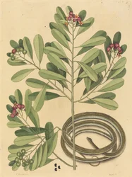 Il serpente a nastro Coluber saurita, pubblicato 1731-1743