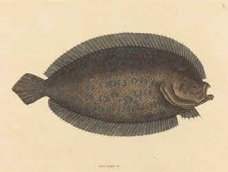La sogliola Pleuronectes lunatus, pubblicato 1731-1743