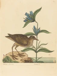 Il Soree (Rallus Virginianus)