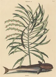 Il pesce succhiante (Echeneis Naucratis)