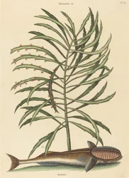 Il pesce succhiatore (Echeneis naucratis)