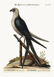 Il falco coda di rondine, 1749-73