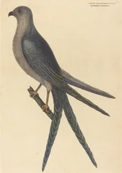 Il falco dalla coda di rondine (Falco furcatus)