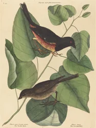 Il Towhe Bird Fringilla erythrophthalma