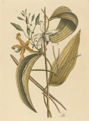 La Vanelloe (Epidendrum Vanilla)