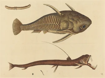 Il pesce vipera (Silurus cataphractus)