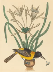 La gazza gialla e nera (Oriolus Icterus)