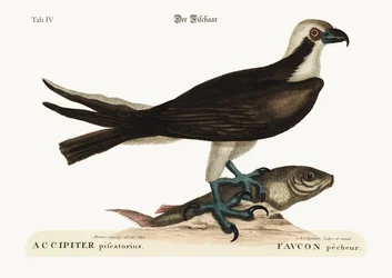 Il falco pescatore, 1749-73