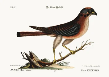 Il piccolo falco, 1749-73