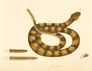 Serpente Viper Caudison, Serpente a sonagli, tavola 41, vol. 1, da 