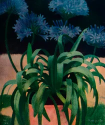 Agapanthus