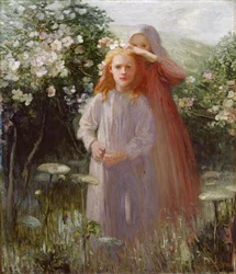 Rose selvatiche