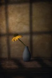 Ombra di fiore giallo