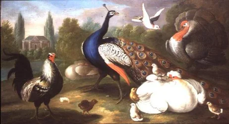 Un pavone, un tacchino, una gallina, un gallo e una colomba presso un fiume